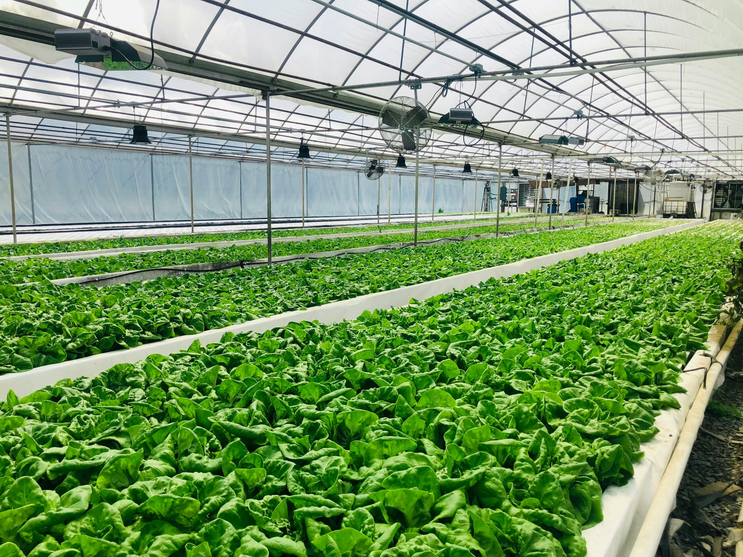 Solufruit Growing greenhouse