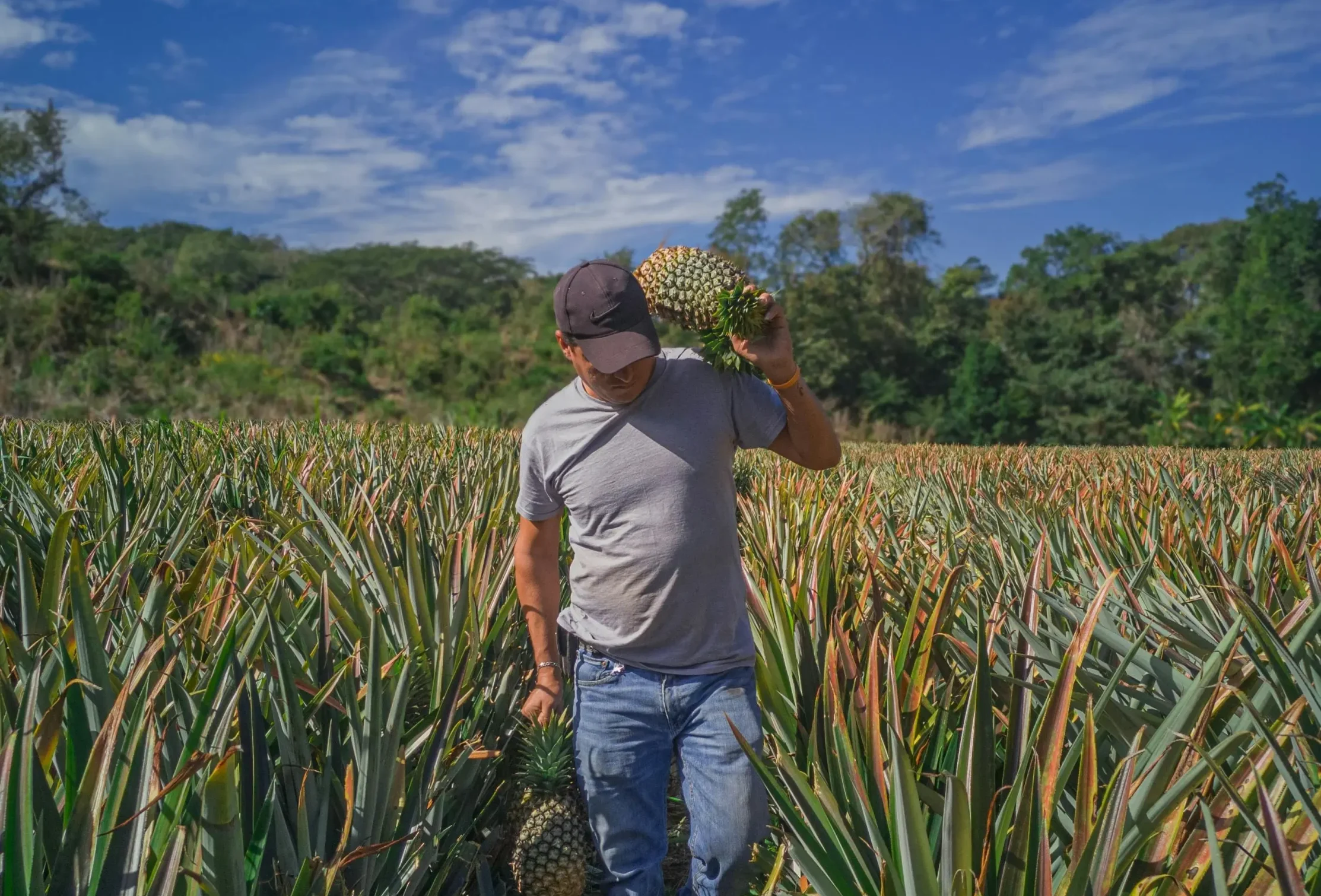 ananas field