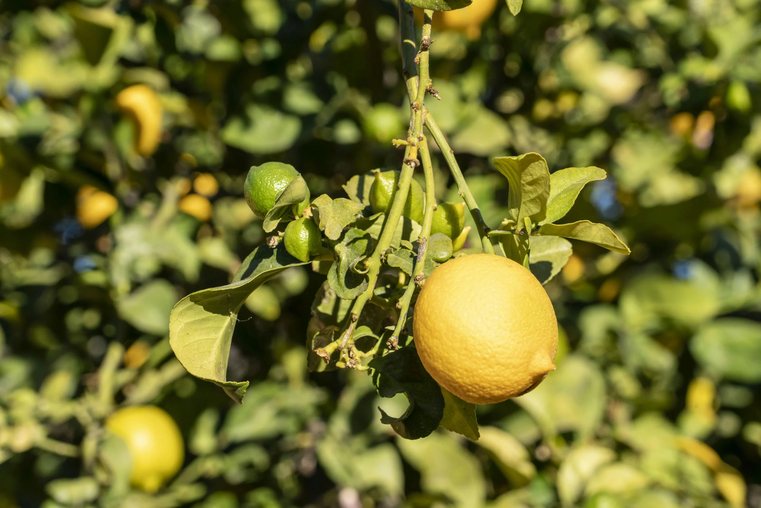 lemon tree solufruit