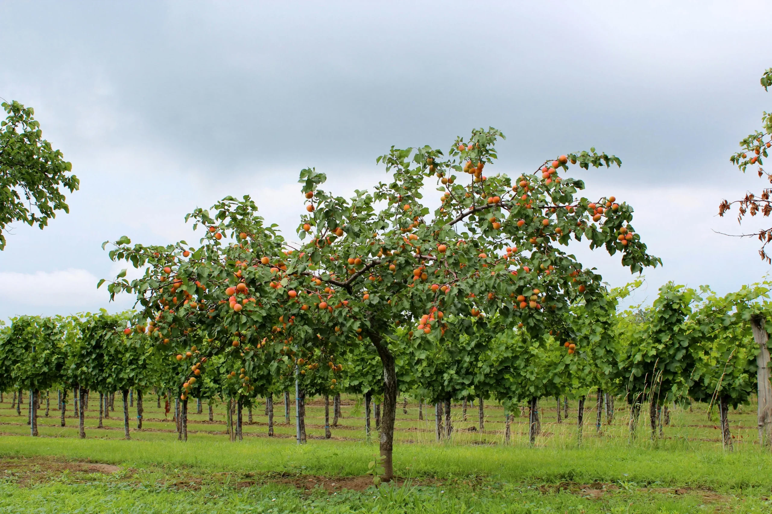 fruit tree