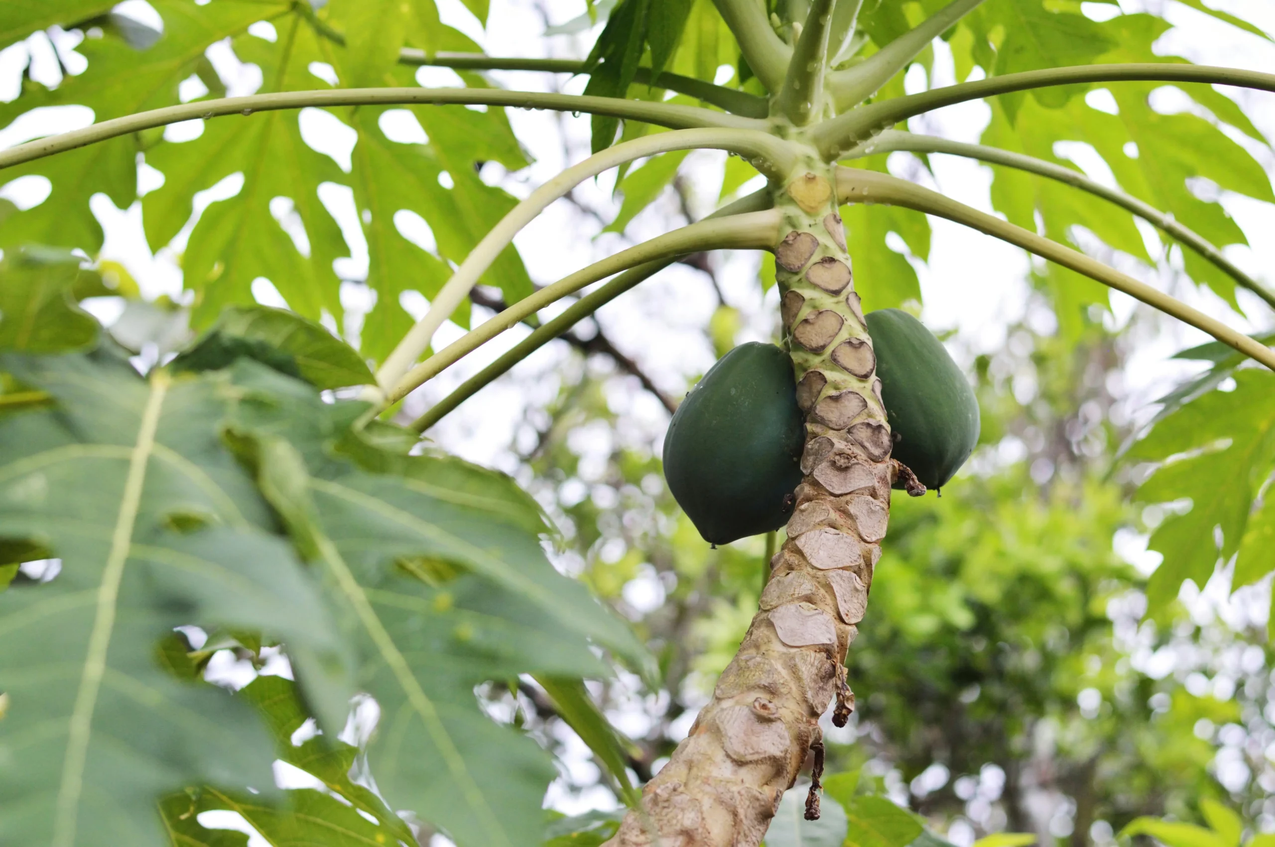 papaya tree