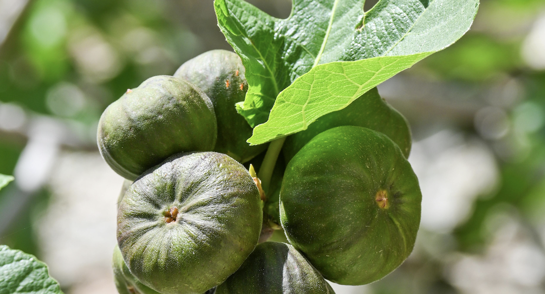 figues sun